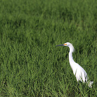Snowy Egret