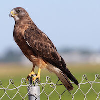 Swainson's Juvenile-2 copy