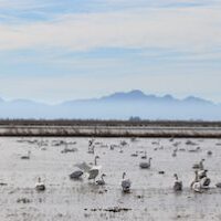 swans in the rice fields