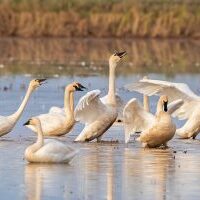TundraSwans_Marysville_C16I9231_1 copy