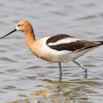 avocet