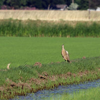 bitterns in rice field