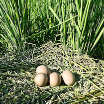 bird eggs on a nest in a rice field
