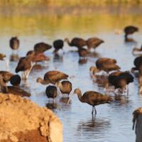 birds wading in flooded rice fields