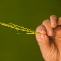 stalk of rice