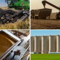 rice harvest image collage