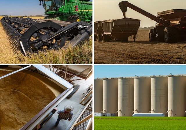 rice harvest image collage