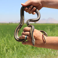 holding a snake
