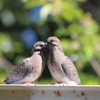 mourning doves