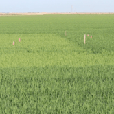 rice fields
