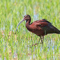 ibis in rice field