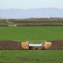 rice field