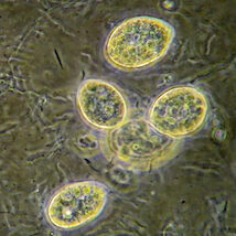 Bacteria and small protozoa at 400 magnifications