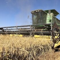 rice harvester