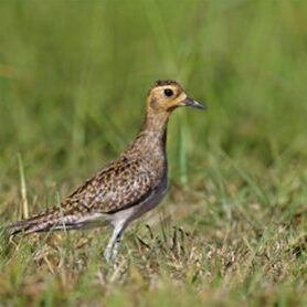 Pacific Golden-Plover