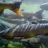 salmon